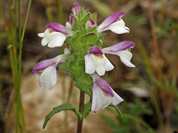 Bellardia trixago