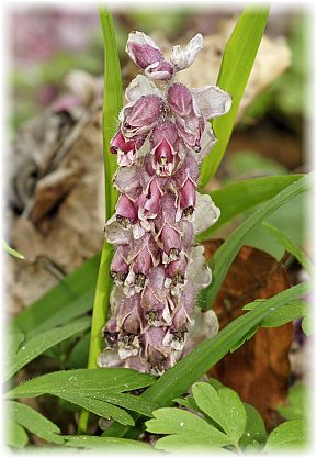 Lathraea squamaria