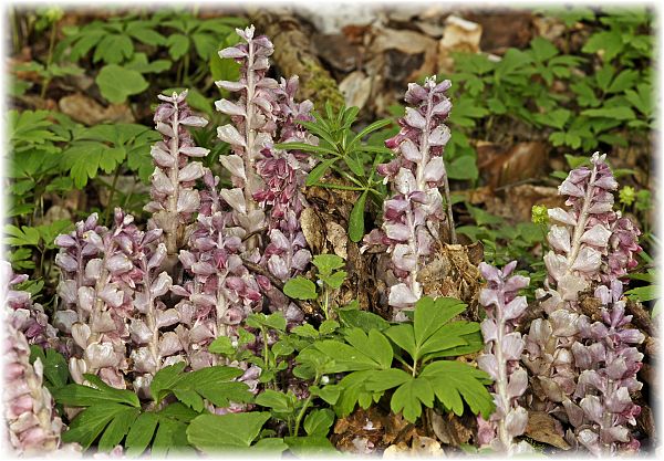 Lathraea squamaria