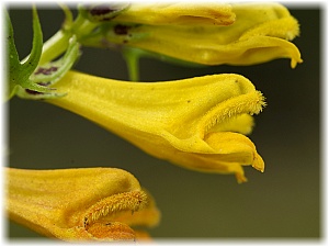 Melampyrum pratense