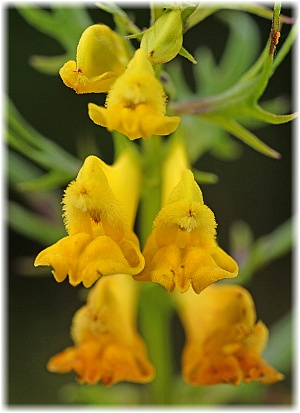 Melampyrum pratense