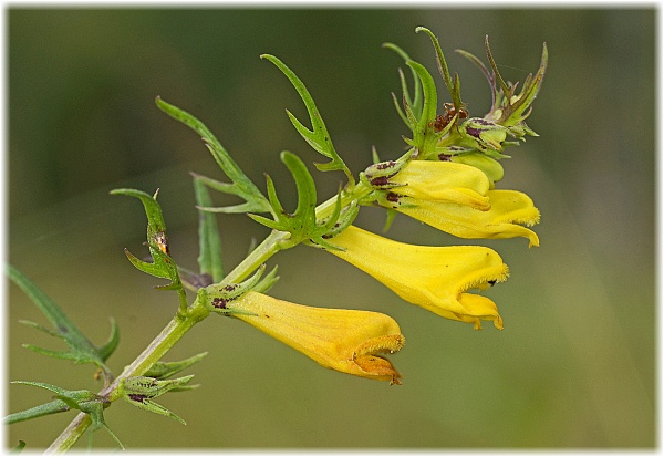 Melampyrum pratense