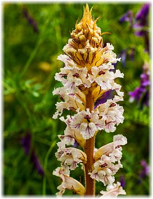 Orobanche grisebachii