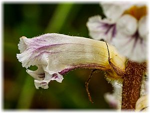 Orobanche grisebachii