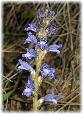 Orobanche ramosa