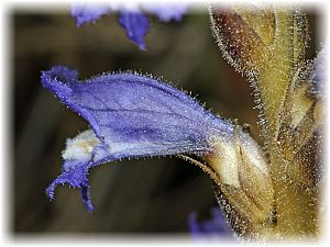 Orobanche ramosa