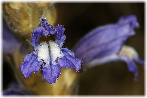 Orobanche ramosa