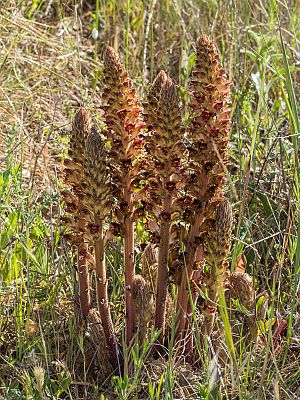 Orobanche rapum-genistae