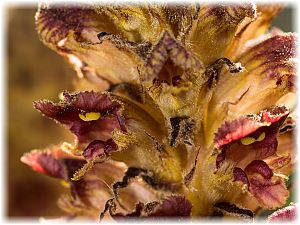 Orobanche rapum-genistae