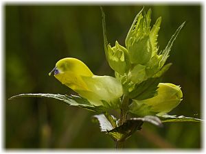 Rhinanthus angustifolius