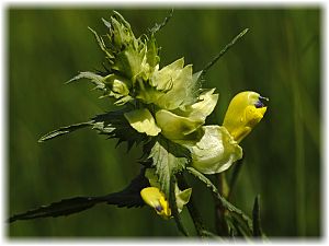 Rhinanthus angustifolius