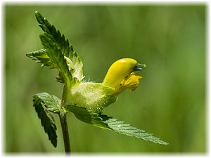 Rhinanthus angustifolius