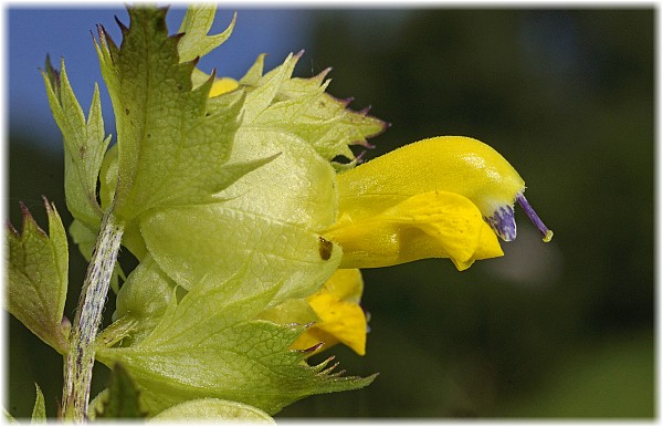 Rhinanthus angustifolius