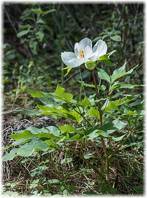 Paeonia clusii ssp rhodia