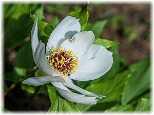 Paeonia clusii ssp rhodia