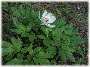 Paeonia clusii ssp rhodia