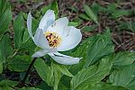 Paeonia clusii ssp rhodia