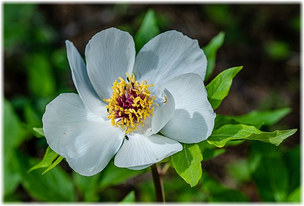 Paeonia clusii ssp rhodia