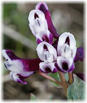 Corydalis erdelii