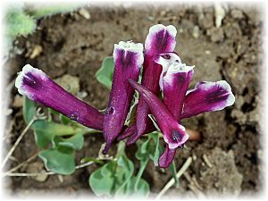 Corydalis erdelii