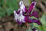 Corydalis erdelii