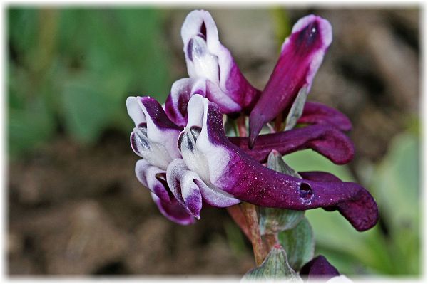 Corydalis erdelii