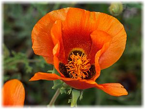 Glaucium corniculatum