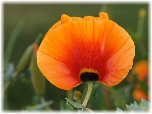 Glaucium corniculatum