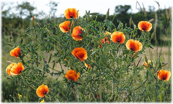 Glaucium corniculatum