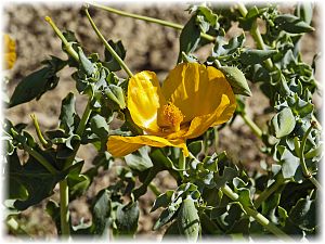 Glaucium flavum