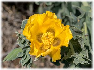 Glaucium flavum