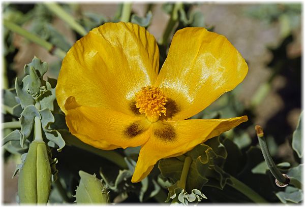 Glaucium flavum