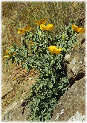 Glaucium flavum