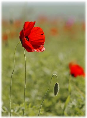 Papaver arenarium