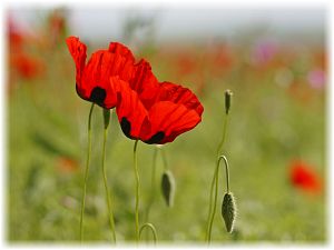 Papaver arenarium