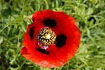 Papaver arenarium