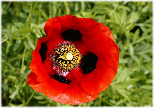 Papaver arenarium