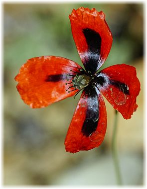 Papaver lacerum