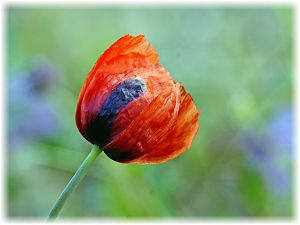 Papaver lacerum