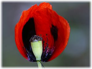 Papaver lacerum