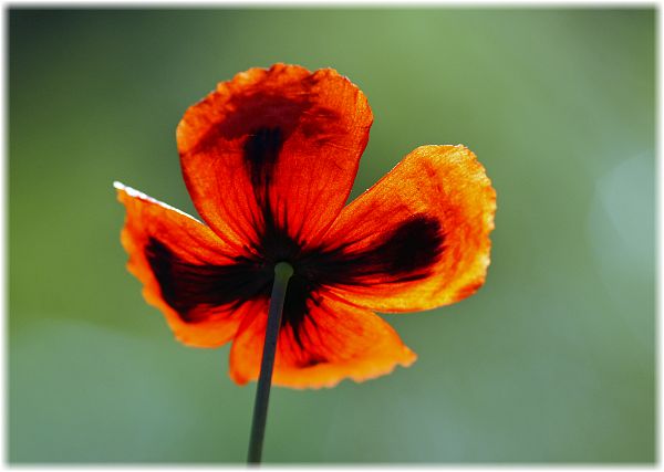 Papaver lacerum