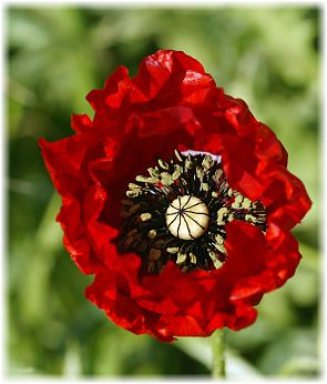 Papaver rhoeas