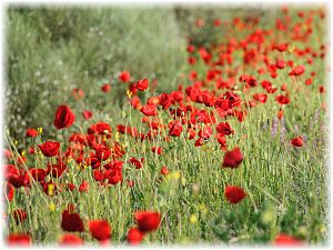 Papaver rhoeas