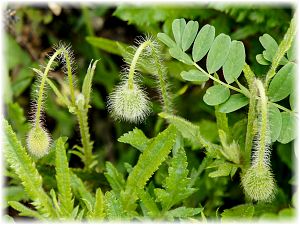 Papaver rhoeas