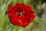 Papaver rhoeas