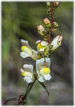 Antirrhinum siculum