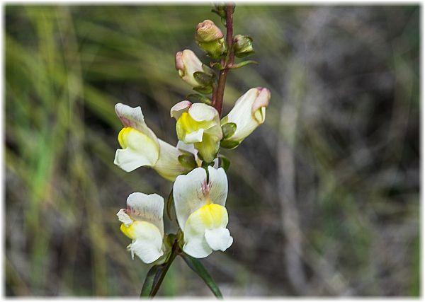 Antirrhinum siculum