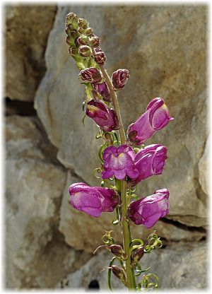 Antirrhinum tortuosum