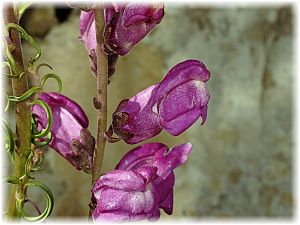 Antirrhinum tortuosum