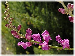 Antirrhinum tortuosum